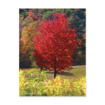Fall Pictures Post Cards