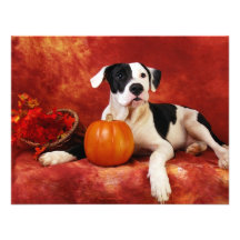 Fall puppy personalized invitations
