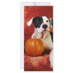 Fall puppy rack cards