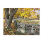Fall scene with tree and stone wall post card