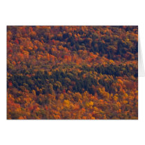 Fall Splendour Cards