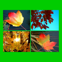 Fall Splendour posters