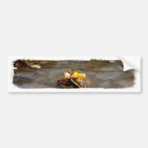 Fall Stream; No Text Bumper Sticker