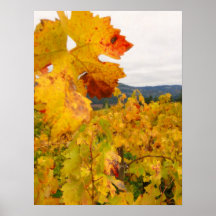 Fall Time in Napa Valley - Vineyard Poster