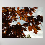Fall Transparent posters