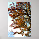 Fall Tree posters