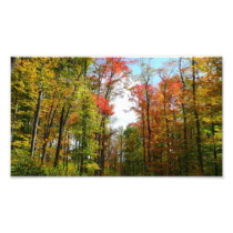 Fall Trees and Blue Sky Photo Print