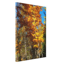 Fall White Beech Tree Canvas Prints