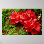 Fallen camellias poster
