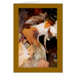Fallen Leaves floating down stream Greeting Card