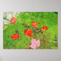 Fallen Maple Leaves Print