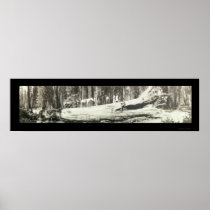 Fallen Monarch Yosemite Photo 1911 Posters