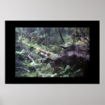 Fallen tree in the New Zealand Fiordland Poster