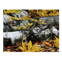 Fallen Trees Postcards