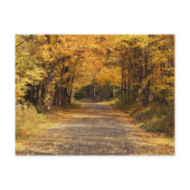 Falling Leaves Postcard