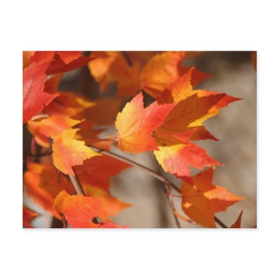 Falling Reds Postcard by pattirm1