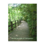 Fallingwater Postcards