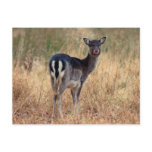 Fallow dear - postcard