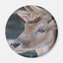 Fallow Deer Magnet