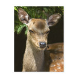 Fallow Deer Postcard