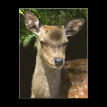Fallow Deer Postcard