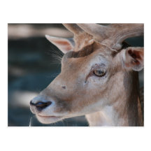 Fallow Deer Postcard