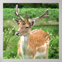 Fallow deer stag posters