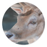 Fallow Deer Sticker