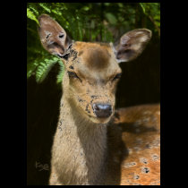 Fallow Deer Tee t-shirts