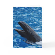 False Killer Whale Greeting Cards