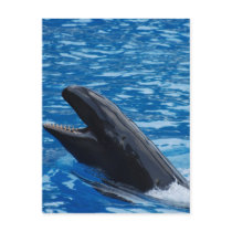 False Killer Whale Postcards