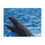 False Killer Whale Postcards