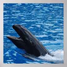 False Killer Whale Poster