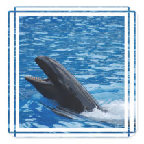 False Killer Whale Stickers