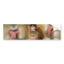 Family of Baboons Papio Hamadryas Cologne Zoo Bumper Stickers