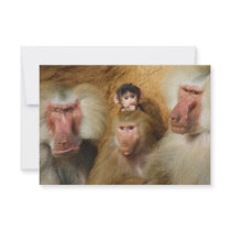 Family of Baboons Papio Hamadryas Cologne Zoo Custom Invite