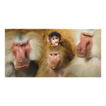 Family of Baboons Papio Hamadryas Cologne Zoo