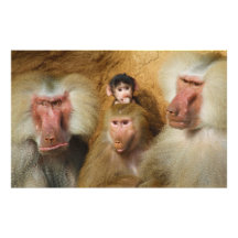 Family of Baboons Papio Hamadryas Cologne Zoo Photograph