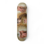 Family of Baboons Papio Hamadryas Cologne Zoo Skateboards