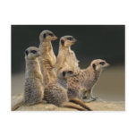 Family Portrait Postcard