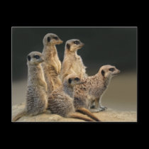 Family Portrait Postcard