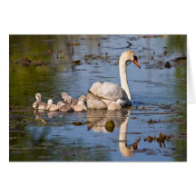 Family Reflection Greeting Cards