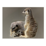 Family ties post cards