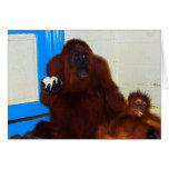 Famous Orangutan Mother Akmad & Baby in Indonesia cards