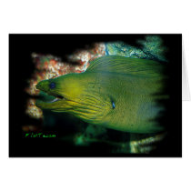 Famouse Green Moray Eel