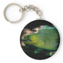 Famouse Green Moray Eel