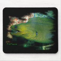 Famouse Green Moray Eel