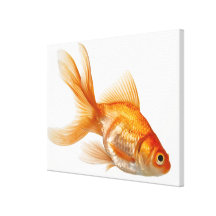 Fancy Goldfish Gallery Wrapped Canvas