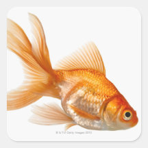 Fancy Goldfish Stickers