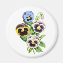 Fancy Pansies Vintage Illustration Fridge Magnets